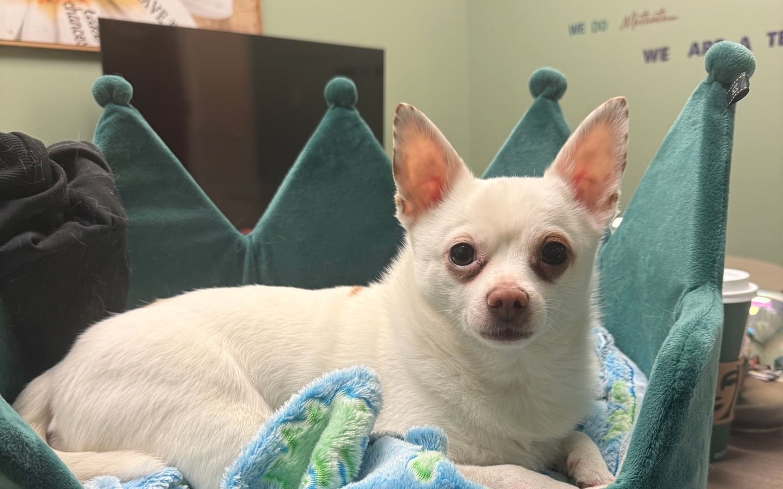 Small white dog resting calmly in a teal bed
