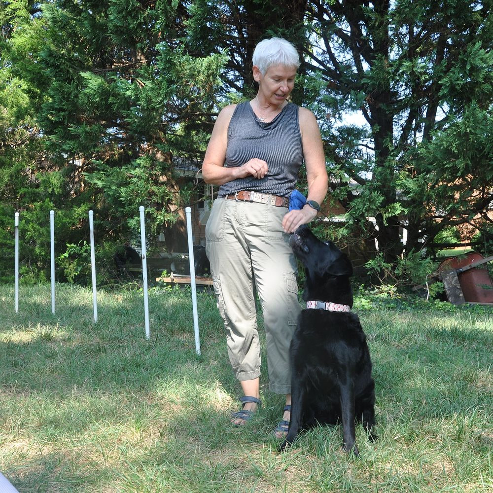 Eva Klenner training a black Labrador outdoors