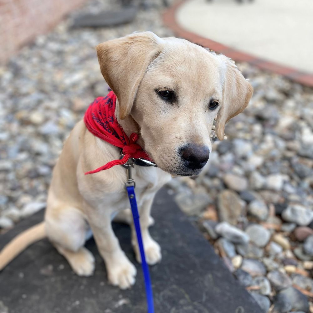 Young Labrador puppy ready for training