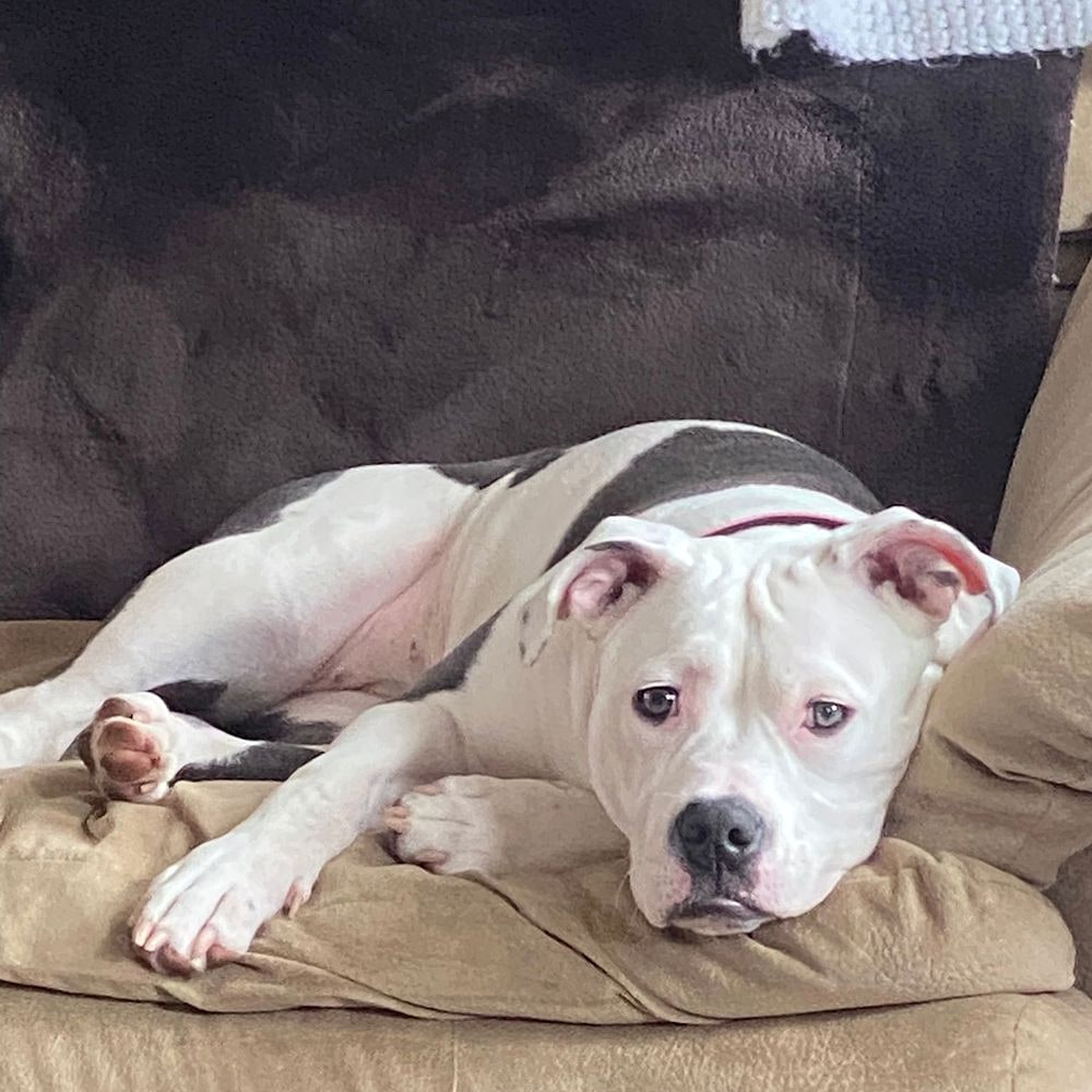 Relaxed dog resting comfortably on a sofa