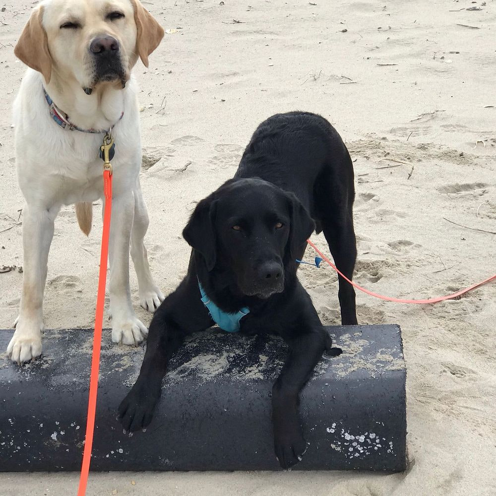 Two dogs practicing calm stationing while on leash