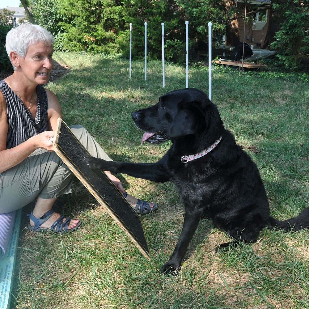 Eva Klenner and a black Labrador working through a training exercise