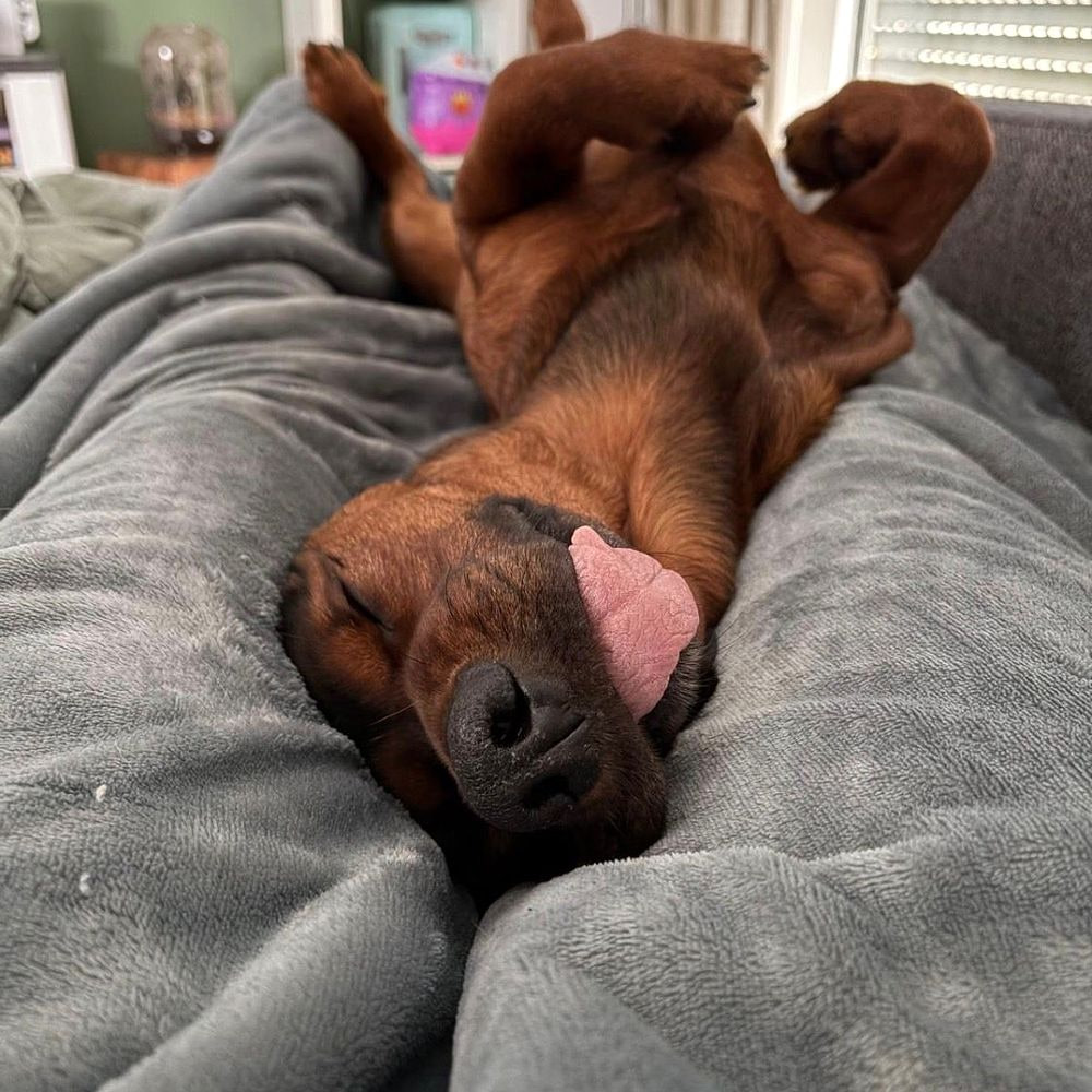 Dog sleeping peacefully in a comfortable home