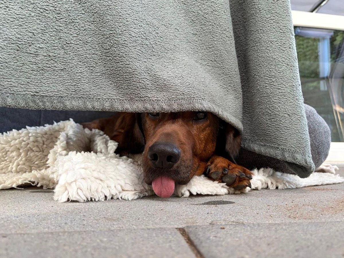 Two dogs resting together under a blanket