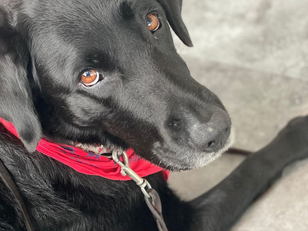 Black dog resting calmly alone at home